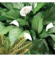 CONCIME LIQUIDO UNIVERSALE NUTRIMENTO PER PIANTE VERDI GIARDINAGGIO LT.1 AXEL