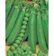 PISELLI LINCOLN PISELLO MEZZA RAMA RUGOSO BACCELLO 11/12cm L'ORTOLANO 500gr