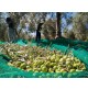 RETE TELO RACCOLTA OLIVE ANTISPINA 85/90 gr/mq TENDA con spacco OLIO 12x12 mt