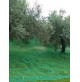 RETE TELO RACCOLTA OLIVE ANTISPINA 85/90 gr/mq TENDA con spacco OLIO 12x12 mt