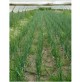 ZOLFO CORRETTIVO RAMATO 5 BLU USO AGRICOLO VERDURA FRUTTA AGRICOLTURA UVA KG. 25